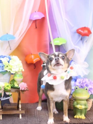 20230603メルくん